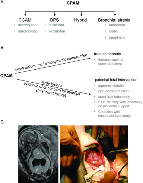 ccpamd|cpam medizin.
